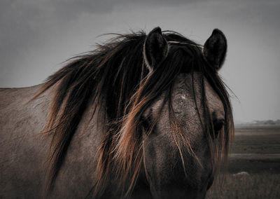 Close-up of a horse