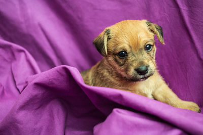 Cute puppy in folds of purple fabric