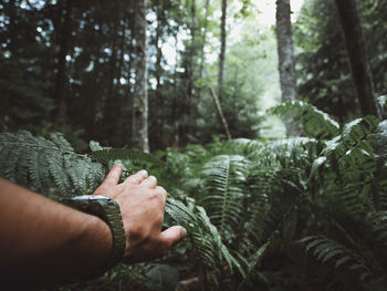 Hand of man on fern in forest