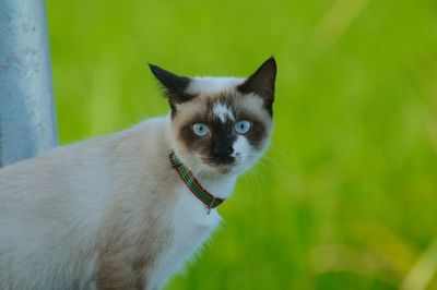 Close-up portrait of a cat