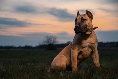 Dog looking away on field during sunset