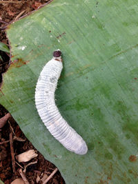 High angle view of lizard on leaves