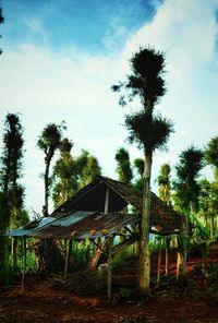 Palm trees against sky