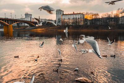 Seagulls flying over water