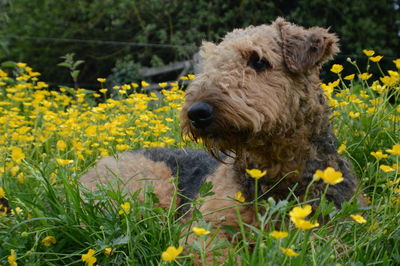 Close-up of flowers in field