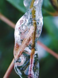 Close-up of water drop on plant