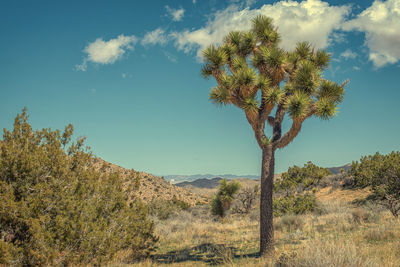 Tree on field against sky