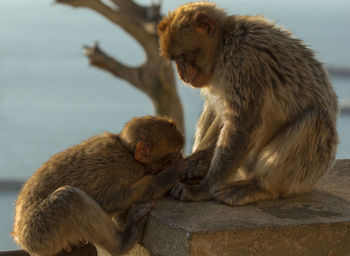 Mother ape helping out its baby