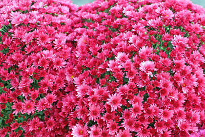 Close-up of pink flowering plants