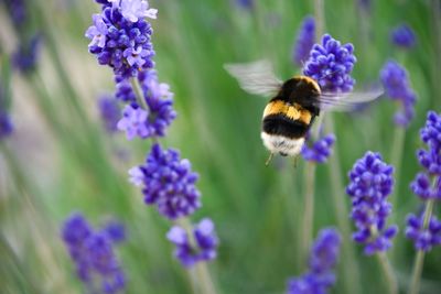 Close-up of honey bee pollinating on purple flower