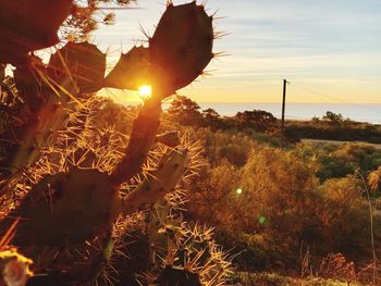 Plants growing on field against sky during sunset