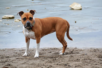 Portrait of dog on beach