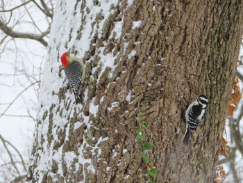 Bird perching on tree trunk