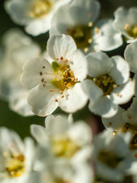 Close-up of white cherry blossom