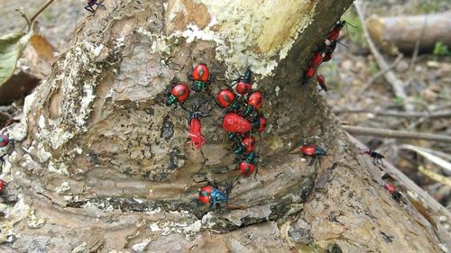 Close-up of red berries on tree trunk