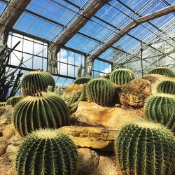 Cactus growing in greenhouse