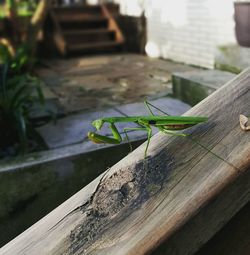 Close-up of insect on leaf