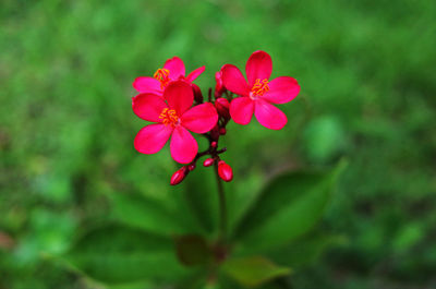 Close-up of red flowers blooming outdoors