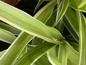Close-up of green leaves