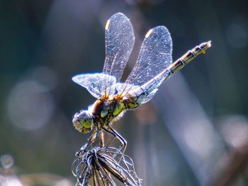 Close-up of dragonfly on dride flower