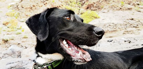 Close-up of black dog