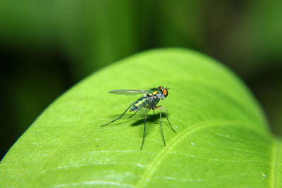 Close-up of insect on leaf