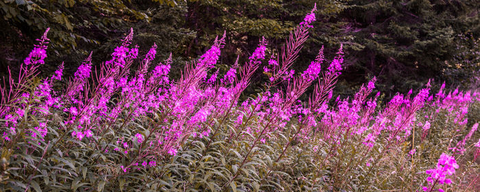 High angle view of pink flowering plants on field