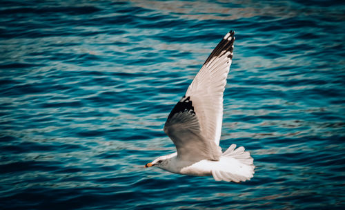 Seagull flying over sea