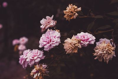 Close-up of flowers growing on plant