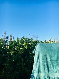 Low angle view of plants against clear blue sky