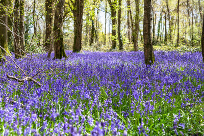 Purple flowering plants in forest