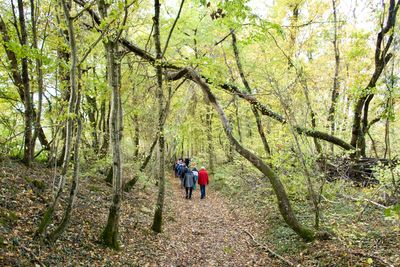 Rear view of men walking in forest