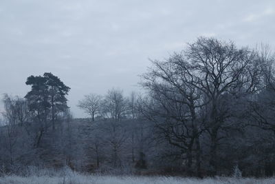 Bare trees against sky