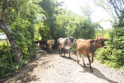 Cows standing in the road