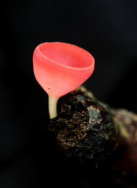 Close-up of red rose against black background