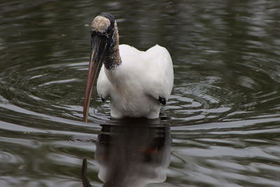 Wood stork in water with reflection showing