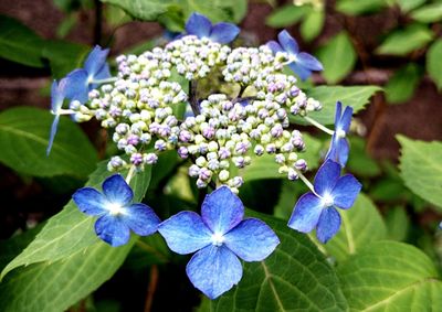 Close-up of purple flowers