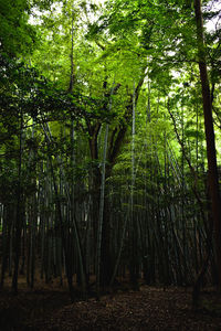 Trees growing in forest