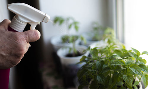 Woman watering tomato seedlings on a windowsill. 