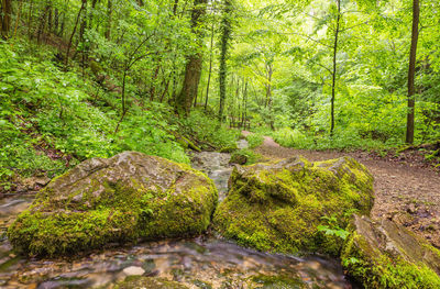 Stream flowing through forest