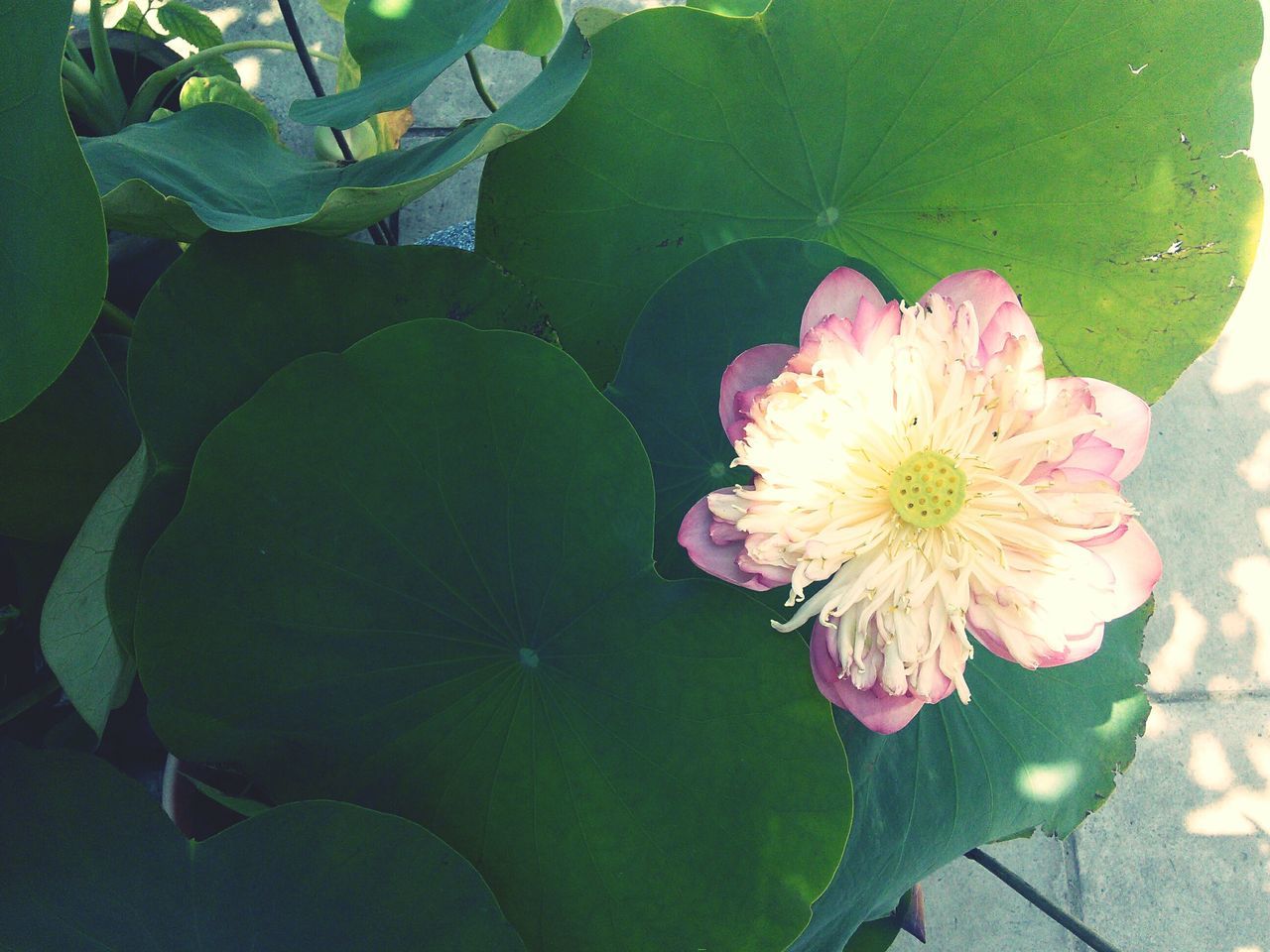 flower, petal, freshness, flower head, fragility, leaf, beauty in nature, growth, water, pond, high angle view, blooming, water lily, plant, nature, pink color, single flower, lotus water lily, pollen, in bloom