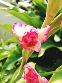 Close-up of pink rose flower