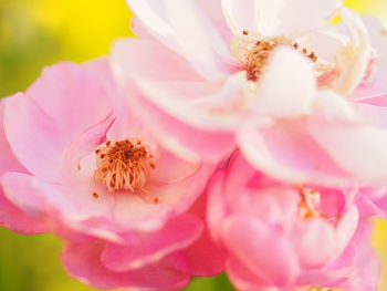 Close-up of pink flower