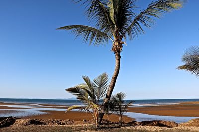 Palm tree on beach against clear blue sky