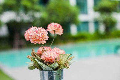 Close-up of pink flowering plant