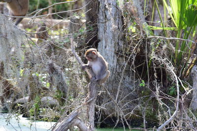 Monkey on tree in forest