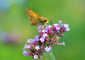 Close-up of butterfly pollinating on flower
