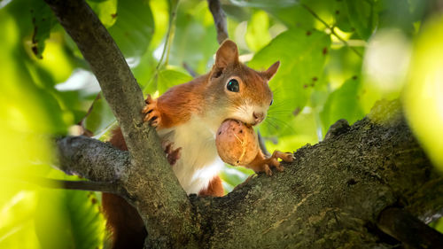 Close-up of squirrel on tree trunk