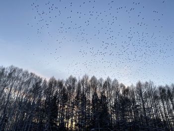 Low angle view of birds flying in sky