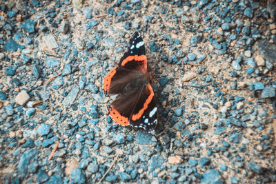 Close-up of butterfly on ground